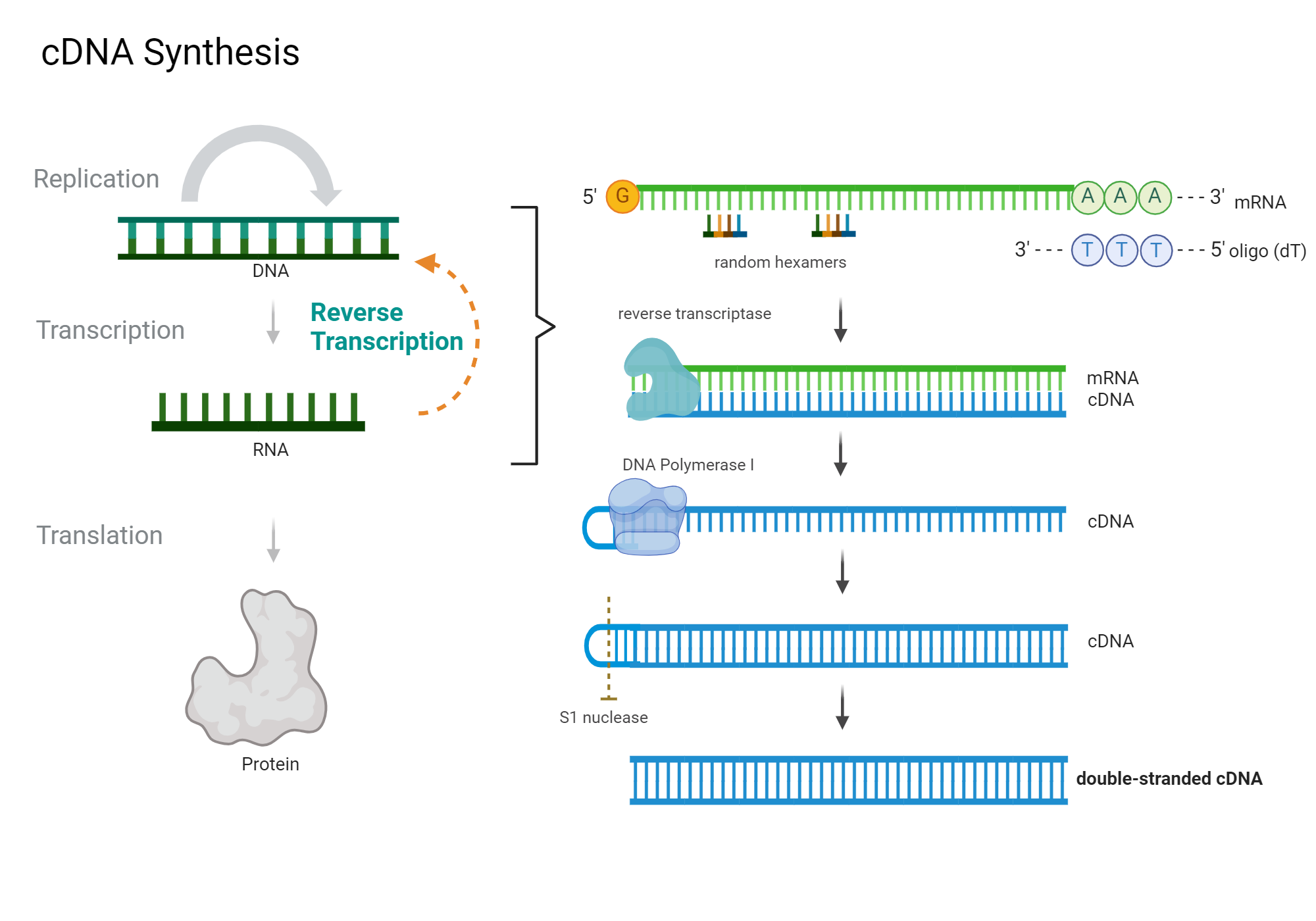 cDNA Synthesis | BioRender Science Templates