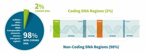 Non-Coding DNA | AncestryDNA® Learning Hub